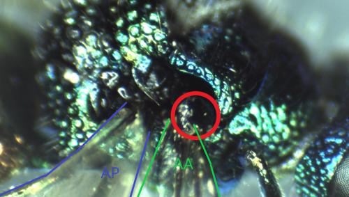 Pseudomalus auratus